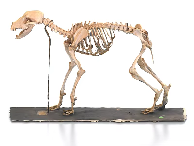Intricate Dog Skeleton Sculpture in Standing Pose on Black Wooden Base 3d model