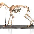 Intricate Dog Skeleton Sculpture in Standing Pose on Black Wooden Base
