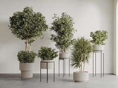 Various Lush Bonsai Potted Plants With Modern Stands And Decorative Pots Indoor 3d model