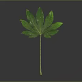 Vibrant Green Plant Leaf With Long Stem And Multiple Blades On Dark Background 3d model