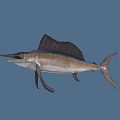 Majestic Sailfish With Long Bill Large Dorsal Fin And Blue White Body