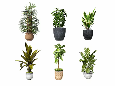 Various Types of Potted Plants with Different Planters for Indoor Decor 3d model
