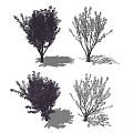 Varieties of Ornamental Trees with Dark and Light Foliage and Unique Branch Structures