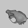 Realistic Wildlife Animal Skull With Natural Bone Texture And Anatomical Features