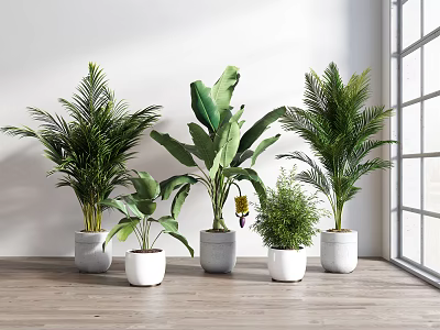 Indoor Modern Potted Plants With Various Green Foliage In White Pots By Window 3d model