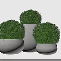 Three Round Green Bonsai Plants in White Ceramic Pots for Indoor Decor