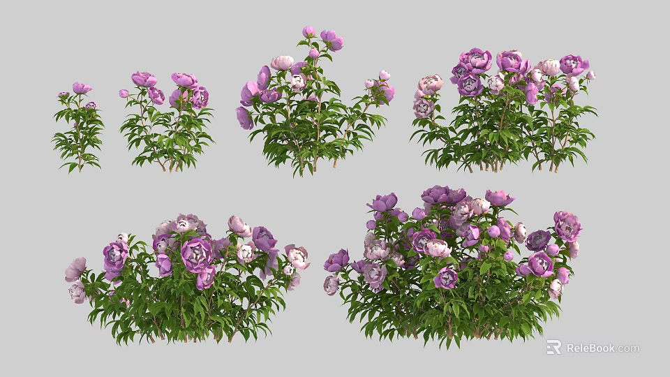 Beautiful Purple And Pink Peony Flowers With Lush Green Leaves In Various Cluster Arrangements 3d model 