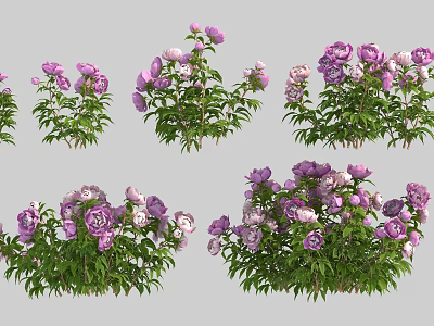 Beautiful Purple And Pink Peony Flowers With Lush Green Leaves In Various Cluster Arrangements 3d model
