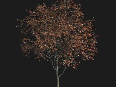 Autumn Tree With Red And Brown Leaves And Slender Grey Trunk 3d model