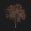 Autumn Tree With Red And Brown Leaves And Slender Grey Trunk