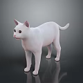 Realistic White Cat 3D Model Standing on Black Background with Reflection 3d model
