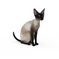 Siamese Cat Sitting Position 3D Model With Detailed Fur And Alert Expression 3d model