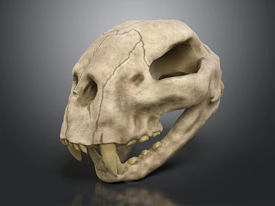 Medical Device Animal Skull Model for Veterinary Education with Cracked Surface 3d model