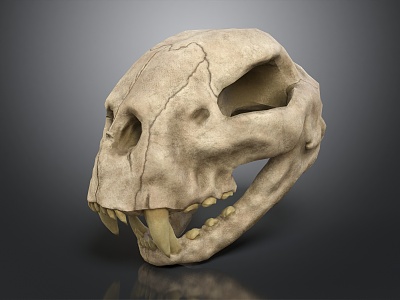 Modern Skull Cheetah Skull model