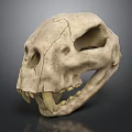Medical Device Animal Skull Model for Veterinary Education with Cracked Surface