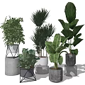 Potted Green Leafy Plants With Various Ceramic And Concrete Planters For Indoor Decor