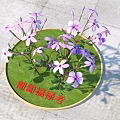 Blooming Pink and Purple Grape Hyacinth Flowers on Green Circular Tray