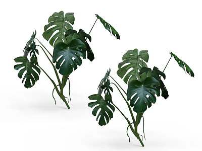 Lush Potted Bonsai Plants With Large Green Monstera Leaves 3d model