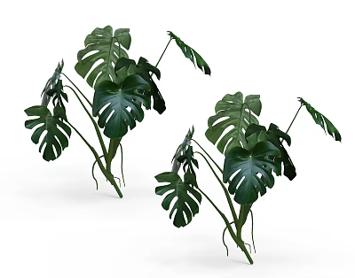 Modern Bamboo Turtle Leaf 3d model
