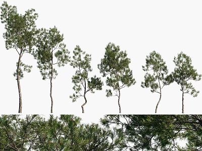 Arbor Trees Displaying Varied Heights And Lush Green Foliage In Natural Scene 3d model