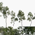 Arbor Trees Displaying Varied Heights And Lush Green Foliage In Natural Scene