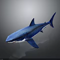 Blue Shark Realistic Model on Dark Background with Detailed Fins and Tail