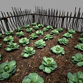 Neatly Arranged Green Vegetables Thriving in Wooden Fenced Garden Bed
