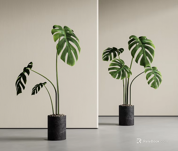Tall Monstera Plants with Large Green Leaves in Black Cylindrical Indoor Pots 3d model 
