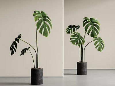 Tall Monstera Plants with Large Green Leaves in Black Cylindrical Indoor Pots 3d model