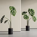 Tall Monstera Plants with Large Green Leaves in Black Cylindrical Indoor Pots
