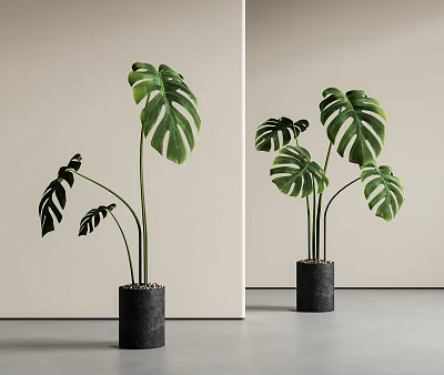 Tall Monstera Plants with Large Green Leaves in Black Cylindrical Indoor Pots 3d model