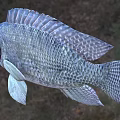 Close Up View Of Silver Gray Aquatic Fish With Prominent Scales And Distinct Fins
