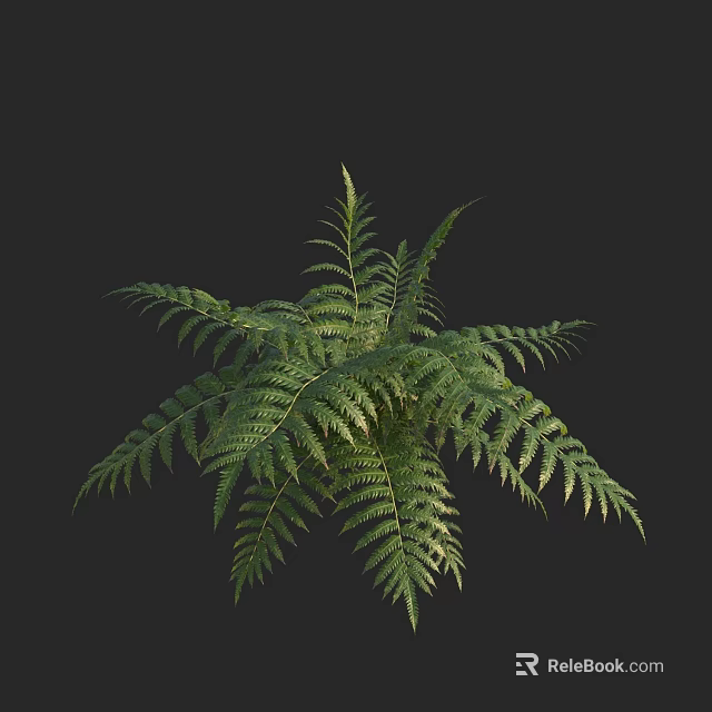 Fresh Green Fern Plant With Lush Vibrant Fronds For Indoor Decor 3d model 