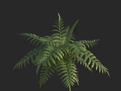 Fresh Green Fern Plant With Lush Vibrant Fronds For Indoor Decor 3d model