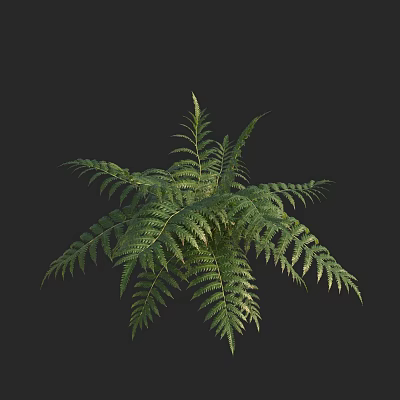 Fresh Green Fern Plant With Lush Vibrant Fronds For Indoor Decor 3d model