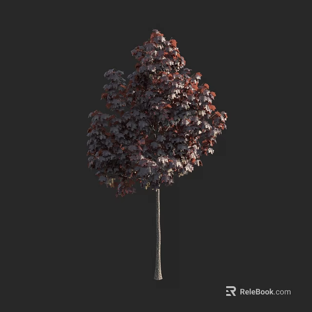 Arbor With Dark Red Leaves And Slender Trunk Isolated On Black Background 3d model 