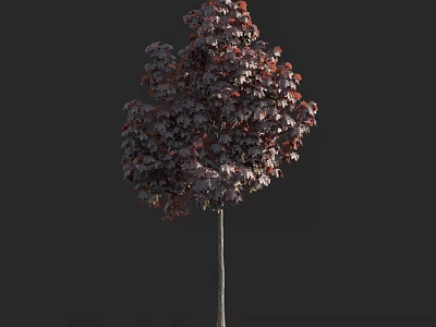 Arbor With Dark Red Leaves And Slender Trunk Isolated On Black Background 3d model