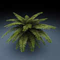 Fern Plant With Green Feathery Leaves And Lush Vibrant Foliage
