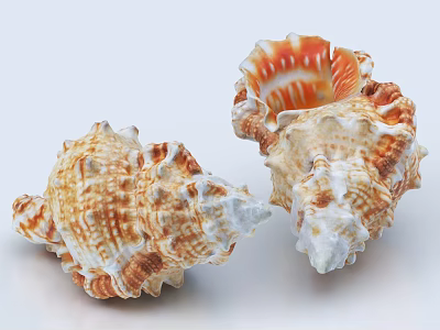 Two Piece Natural Textured Conch Shell Ornament Set For Home Decor 3d model