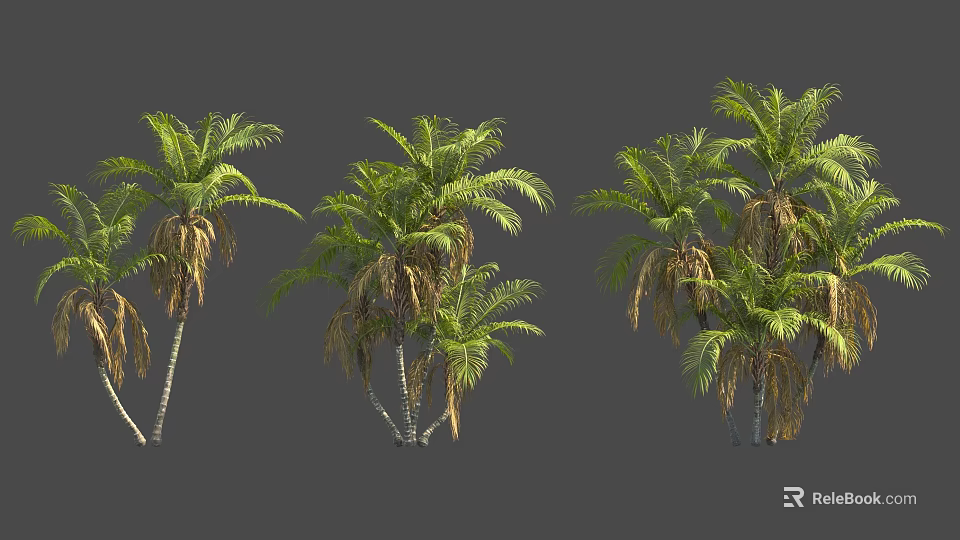 Various Palm Trees With Lush Green Leaves And Dried Fronds In Landscape 3d model 