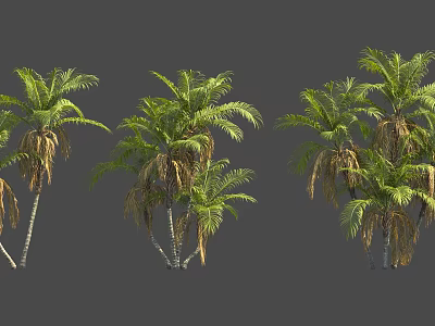 Various Palm Trees With Lush Green Leaves And Dried Fronds In Landscape 3d model