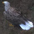 Eagle Standing On Grassland With Brown Feathers And Sharp Yellow Talons 3d model