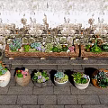 Various Shaped Succulent Potted Plants On Stone Platform With Weathered Textured Wall 3d model