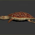 Red Orange Patterned Turtle with Detailed Shell and Flippers 3D Rendered on Dark Background