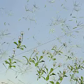 Delicate Wildflower Display With Fluffy Dandelion Seeds And Clear Blue Sky