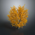Golden Leafed Ginkgo Tree with Bright Yellow Foliage Against Dark Background