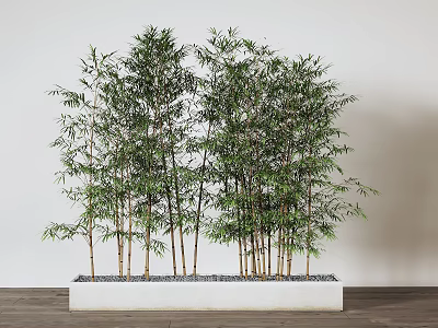 Bamboo Plants In White Planter With Pebbles 3d model