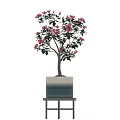 Pink Flowering Plant in Blue and White Gradient Pot on Black Shelf with Light Background