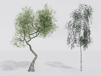 Two Arbor Trees With Curved Trunk Green Leaves And White Trunk Drooping Foliage 3d model