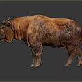 Detailed Orange Red Horned Buffalo Standing On Gray Background With Textured Fur